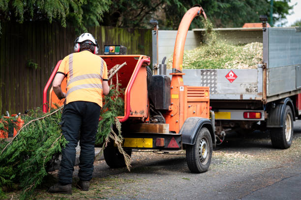 Best Root Management and Removal  in Grand Point, LA